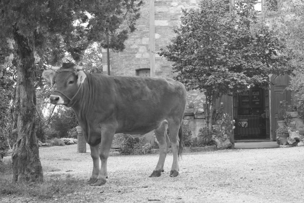 Agriturismo Cognanello Montepulciano Exterior foto